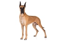 Great-Dane-On-White-01
