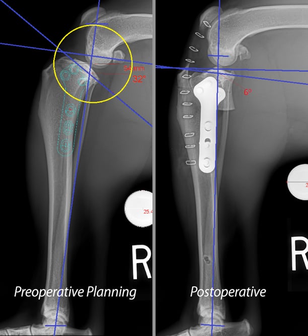 » Orthopedics Veterinarian and Animal Hospital in Rancho Bernardo, CA