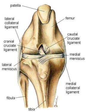 dog knee.jpg
