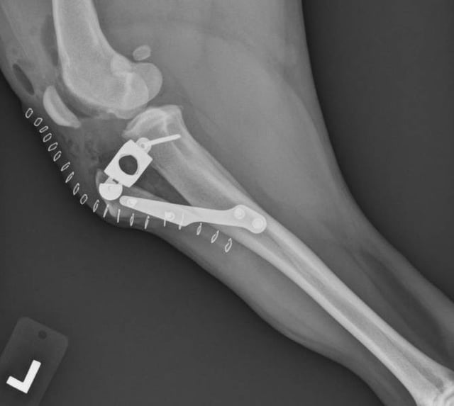 » Orthopedics | Veterinarian and Animal Hospital in Rancho Bernardo, CA