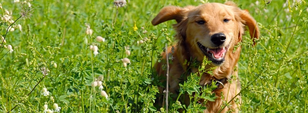 Veterinarian and Animal Hospital in Rancho Bernardo, CA Veterinarian and Animal Hospital in Rancho Bernardo, CA