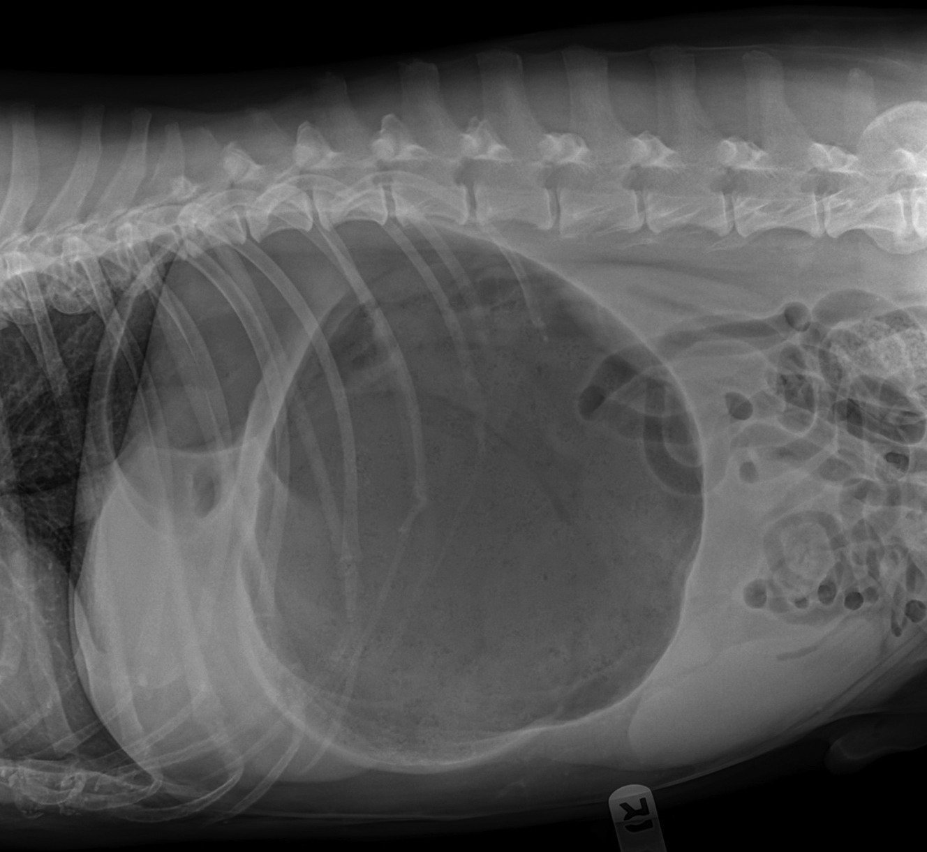 GDV image 2 GDV image 2